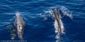 Dolfin watching with Yani2